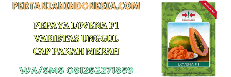 lovena,f1,hibrida,lovena f1,panah merah,cap panah merah,pertanian indonesia